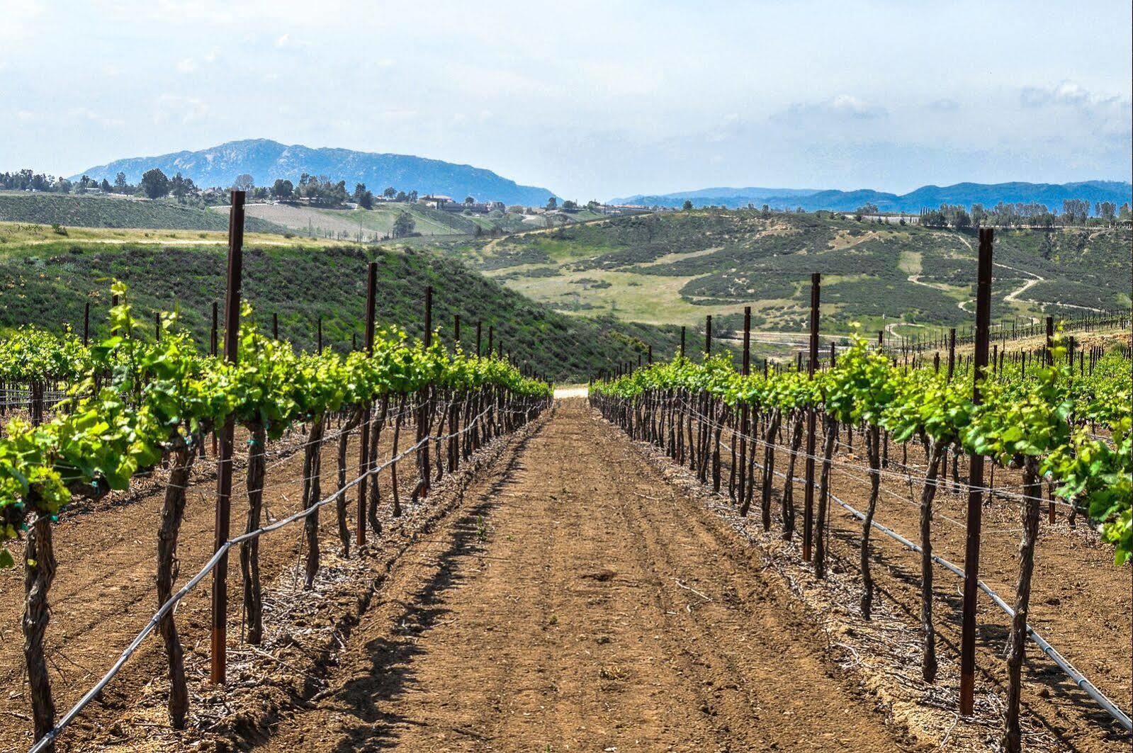 Carter Estate Winery And Resort Темекула Экстерьер фото