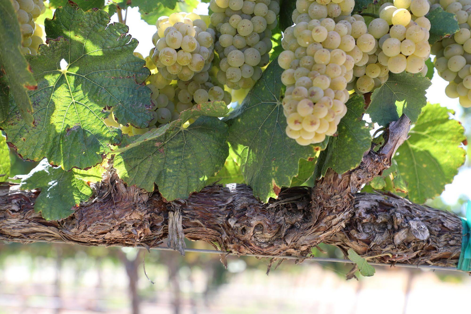 Carter Estate Winery And Resort Темекула Экстерьер фото
